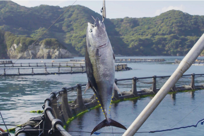 【新橋に走れ】1％未満の超希少部位を味わい尽くせ！魚屋のマグロ食堂『オートロキッチン』10月19日オープン‼オープン記念でウニトロキャビア寿司が無料のサブ画像13_愛媛県産ブランド本マグロ『だてまぐろ®』