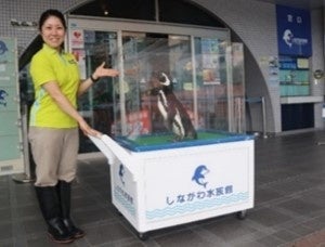 【コラボ 第2弾 】 しながわ水族館 × アトレ大森　イベント盛りだくさんの夏！のサブ画像2
