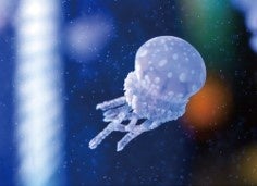 【コラボ 第2弾 】 しながわ水族館 × アトレ大森　イベント盛りだくさんの夏！のサブ画像5