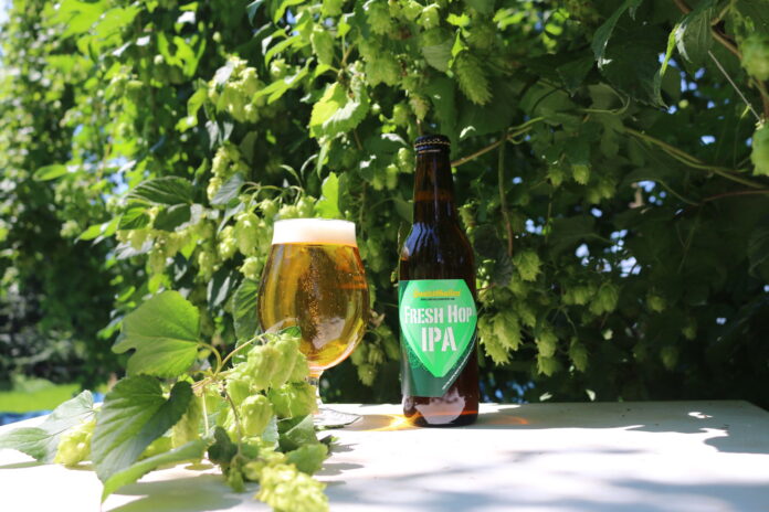 サンクトガーレン、とれたてホップ仕込みビール「フレッシュホップIPA」を2022年9月8日より限定発売。今夏、ホップ豊作でビールにも過去最高量を使用のメイン画像