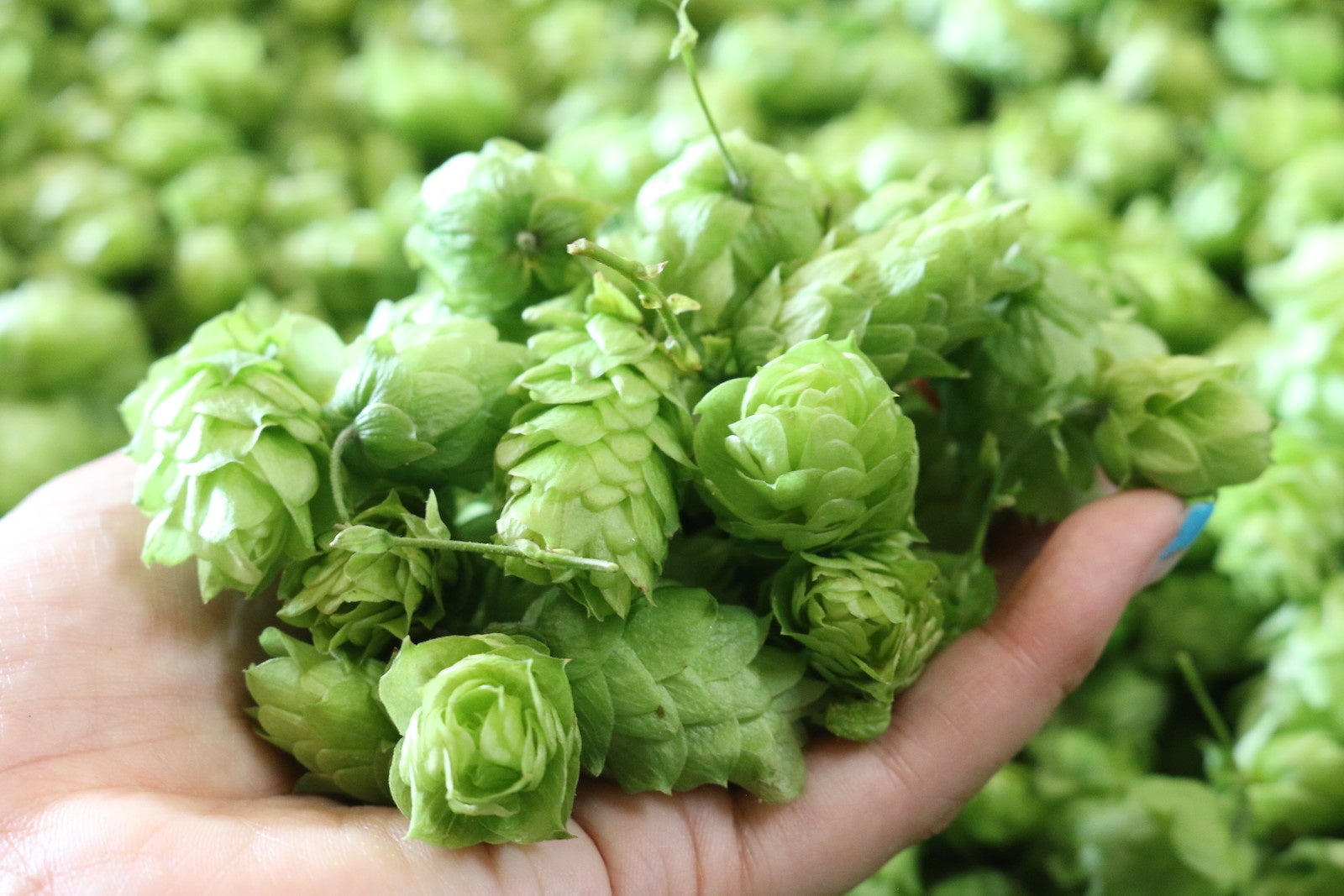 サンクトガーレン、とれたてホップ仕込みビール「フレッシュホップIPA」を2022年9月8日より限定発売。今夏、ホップ豊作でビールにも過去最高量を使用のサブ画像3_かいこがねホップ