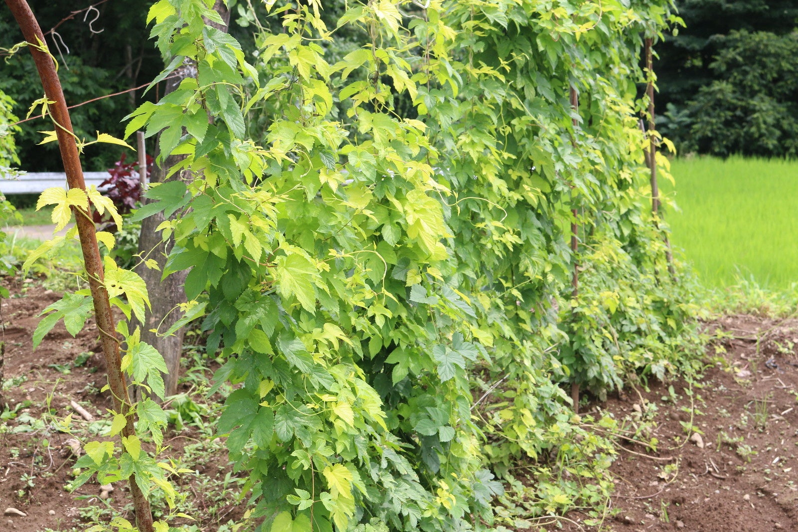 サンクトガーレン、とれたてホップ仕込みビール「フレッシュホップIPA」を2022年9月8日より限定発売。今夏、ホップ豊作でビールにも過去最高量を使用のサブ画像6_黄金色の“かいこがね”ホップ