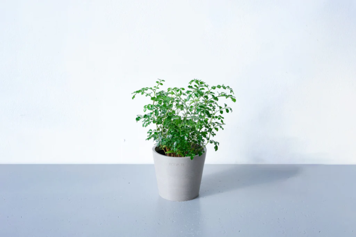 春のフレッシュな気分にぴったりの観葉植物「シマトネリコ」が、数量限定で50%OFF！アンドプランツ「シマトネリコ50%OFFセール」3月20日より開催のメイン画像