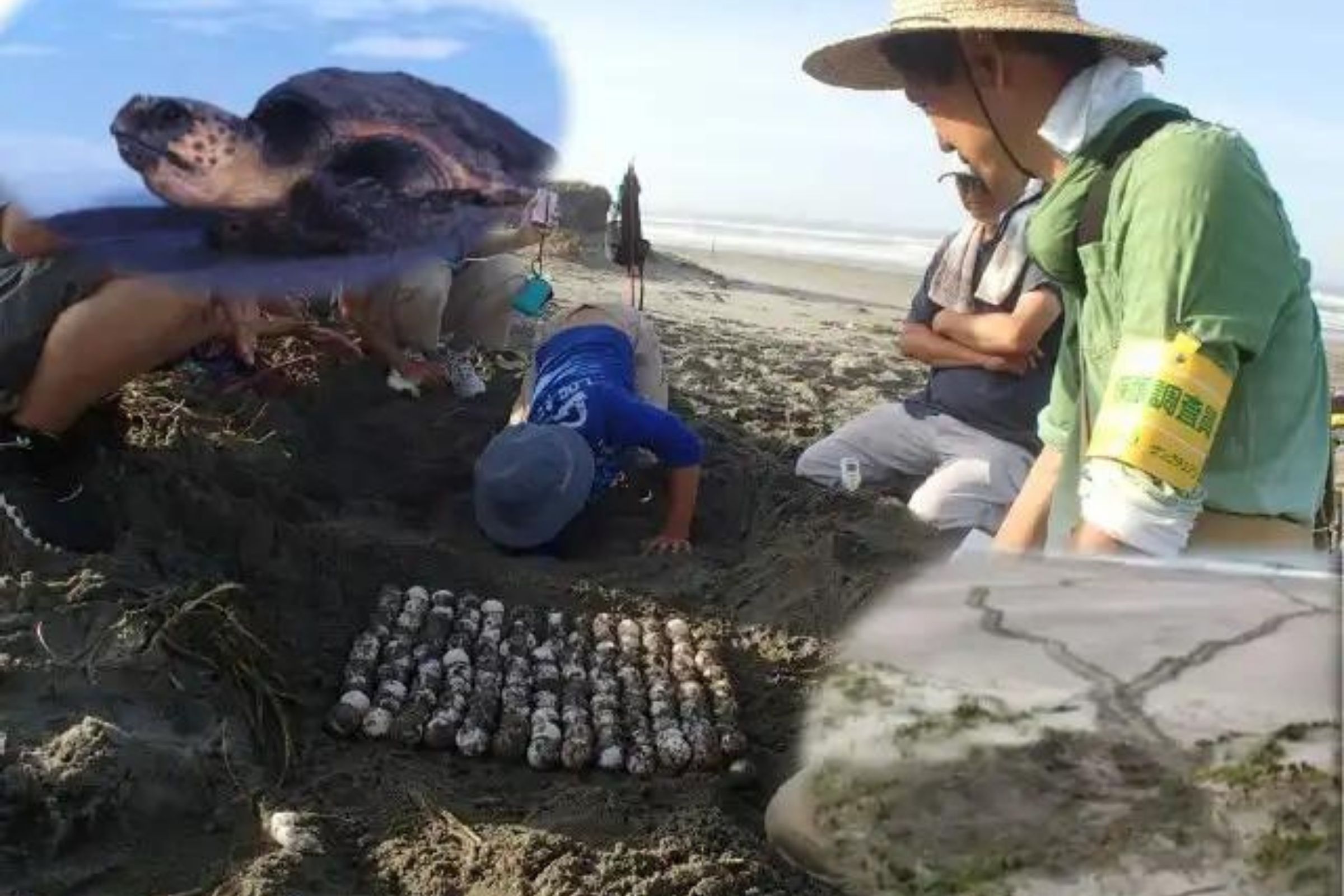 ウミガメの産卵調査、ひまわり畑×新幹線の絶景！“ディープ旅”・“映え旅”などプランが満載！対象観光プランが20%オフでお得な「EX旅先予約　夏の大セール」7月3日(水)から期間限定で開催のサブ画像2