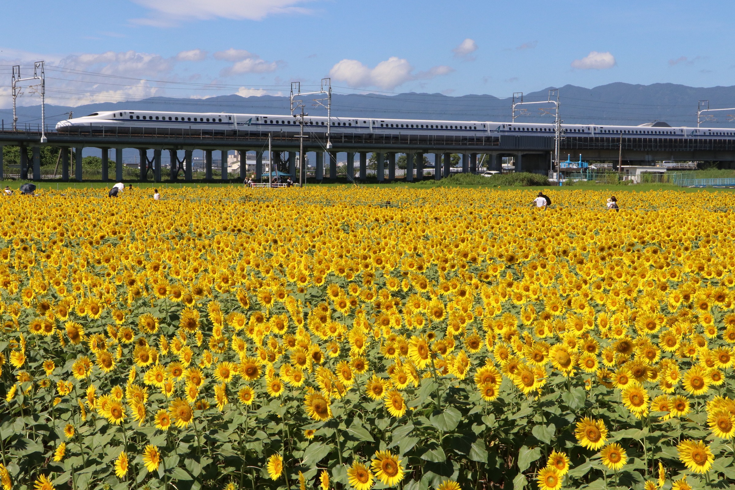 ウミガメの産卵調査、ひまわり畑×新幹線の絶景！“ディープ旅”・“映え旅”などプランが満載！対象観光プランが20%オフでお得な「EX旅先予約　夏の大セール」7月3日(水)から期間限定で開催のサブ画像3