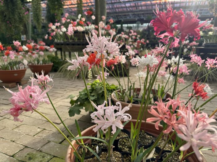 加茂荘花鳥園（静岡県掛川市）：おかげさまで最後のダイヤモンドリリー展が無事終了しました。たくさんのご来園ありがとうございました。のメイン画像