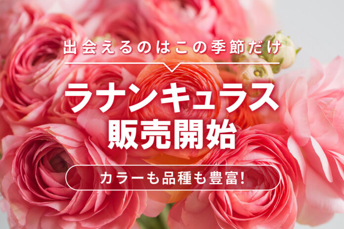 【ラナンキュラス販売開始！】ラックスシリーズを含む豊富な品揃え｜花の卸通販フラワースミスマーケットのメイン画像