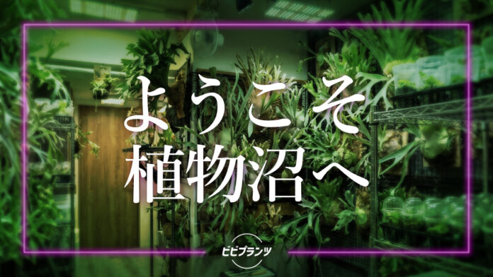 珍奇植物を「インテリアの脇役」から「生きるマスターピース」へ。ブームの先を行く大人が密かに買い揃える