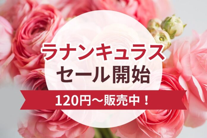 ラナンキュラスSALEを2026年3月2日～開催！｜花の卸通販フラワースミスマーケットのメイン画像
