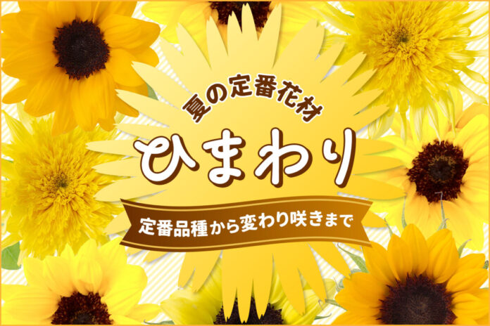 【ひまわり販売開始】1本90円～鮮度抜群のひまわりを豊富にラインナップ！｜花の卸通販フラワースミスマーケットのメイン画像