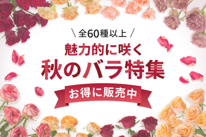 【全60種以上】秋バラの販売を9月9日(水)より開始！｜花の卸通販フラワースミスマーケットのメイン画像